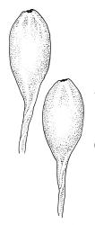 Macromitrium grossirete, capsules, moist.
 Image: R.C. Wagstaff © All rights reserved. Redrawn with permission from Vitt (1983). 